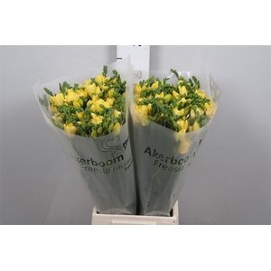 Fr Du Ballade (op Kleur!)