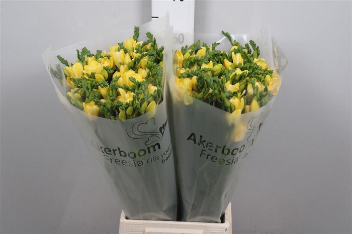 <h4>Fr Du Ballade (op Kleur!)</h4>