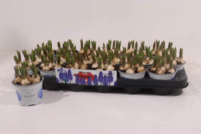 <h4>MUSCAR BIG SMILE</h4>