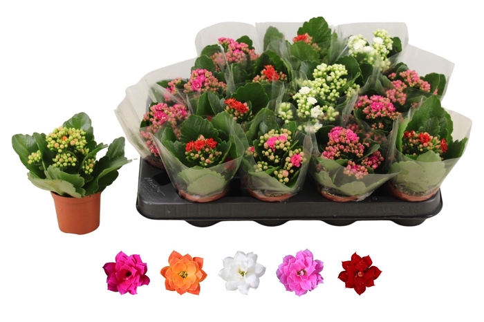 <h4>KAL GE RO GEM 5 KL</h4>