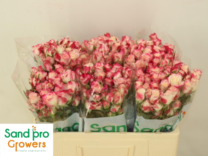 <h4>R TR REFLEX</h4>