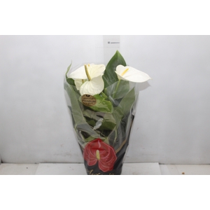 ANTHURIUM ALASKA P17 PREMIUM