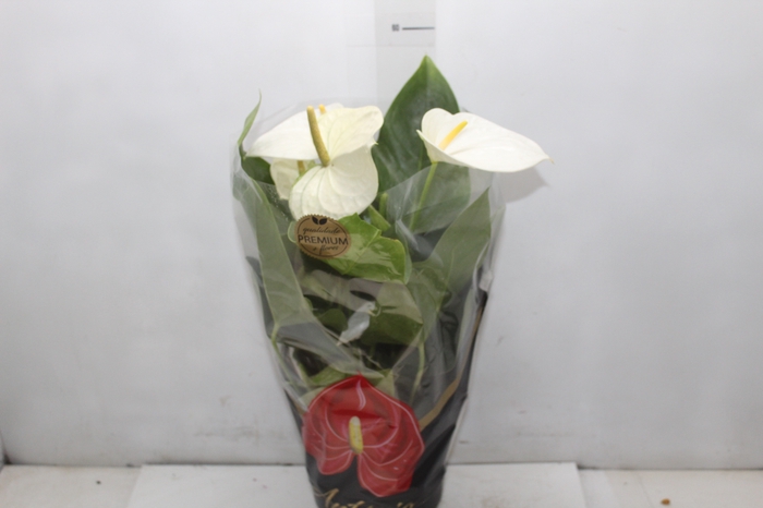 <h4>ANTHURIUM ALASKA P17 PREMIUM</h4>