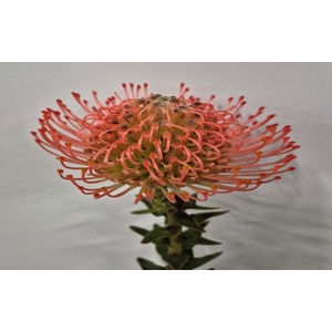 Leucospermum Ayoba Pink Guava