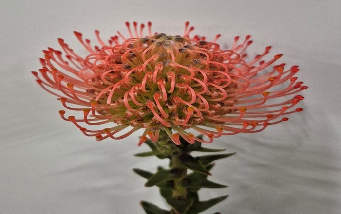 <h4>Leucospermum Ayoba Pink Guava</h4>