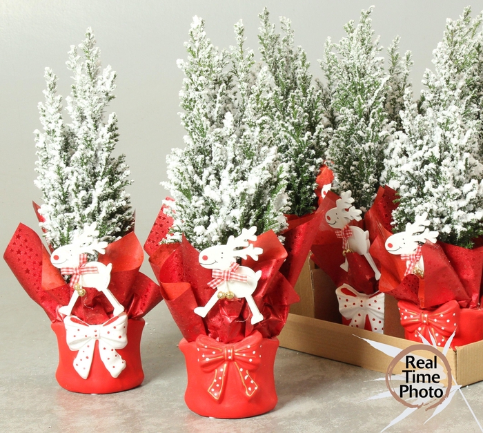 <h4>Cham L Ellwoodii</h4>