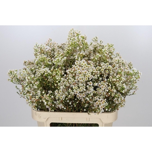Chamelaucium Morning Delight