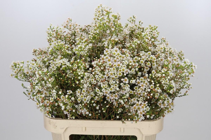 <h4>Chamelaucium Morning Delight</h4>