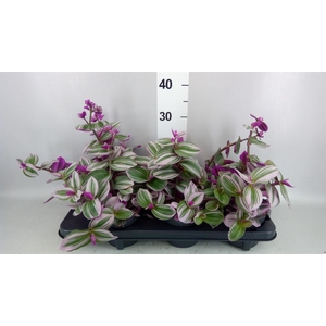 Tradescantia cerinth. 'Nanouk'