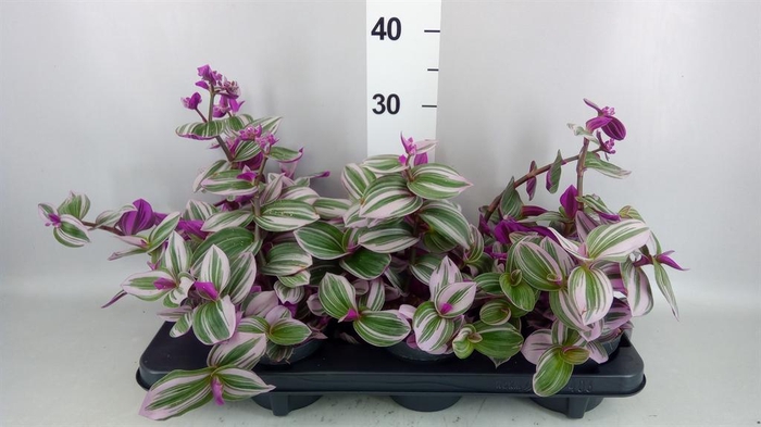<h4>Tradescantia cerinth. 'Nanouk'</h4>