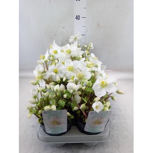 Helleborus niger 'Verb Beauty'