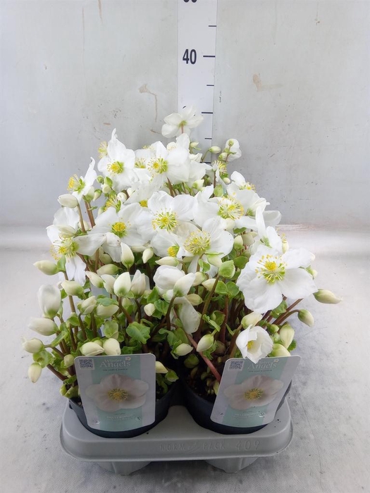 <h4>Helleborus niger 'Verb Beauty'</h4>