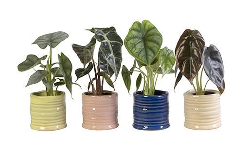 <h4>ALOCASIA P6 L 65998</h4>