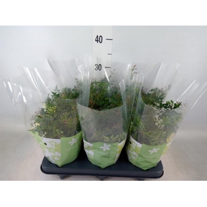 Jasminum polyanthum   ...rose