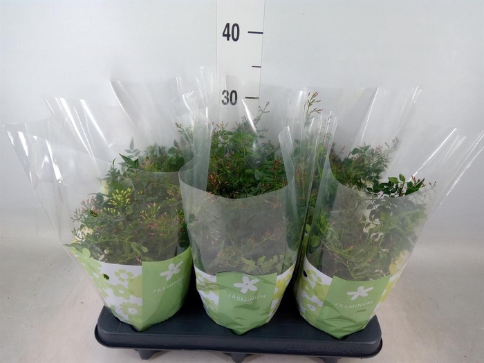 <h4>Jasminum polyanthum   ...rose</h4>