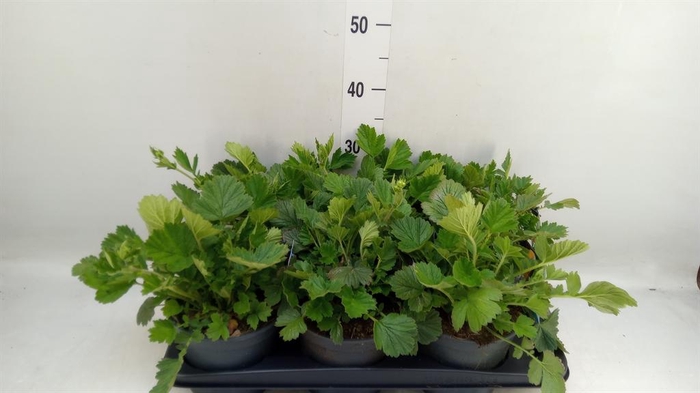 <h4>Geum chiloense 'Lady Stratheden'</h4>