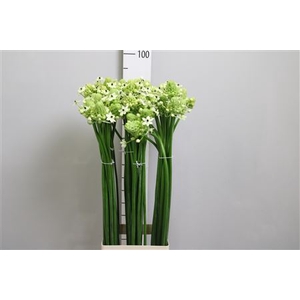 Ornithogalum saundersiae