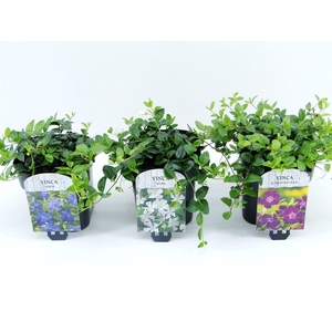 Vinca minor