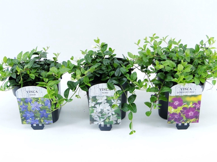 <h4>Vinca minor</h4>