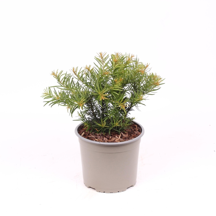 <h4>Taxus baccata 'Repandens'</h4>