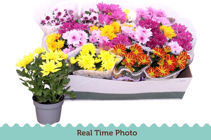 <h4>CHRYS GEM 6 KL</h4>