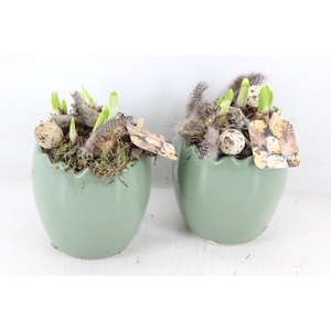 arr4 Narcis MB - Ker. ei groen 996/6