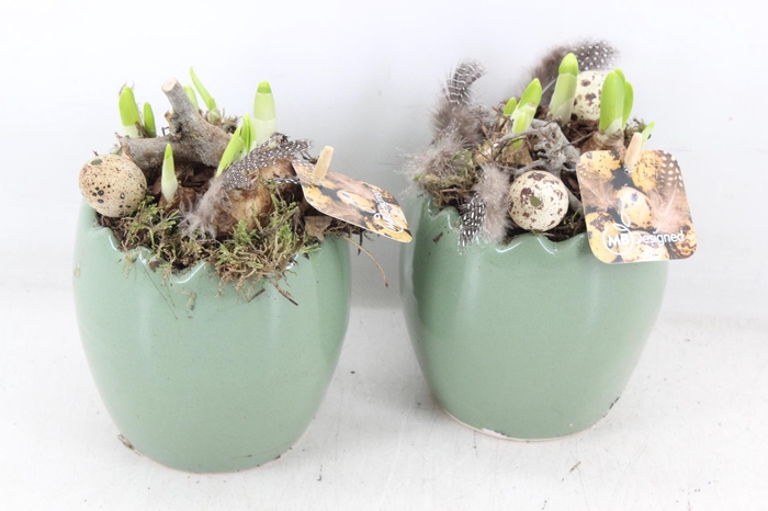 <h4>arr4 Narcis MB - Ker. ei groen 996/6</h4>