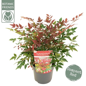 Nandina domestica Obsessed