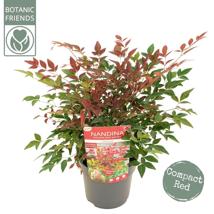 <h4>Nandina domestica Obsessed</h4>