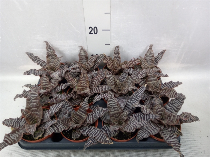 Cryptanthus zonatus