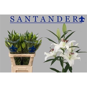 Li Or Santander 3+