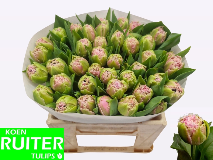 <h4>TU FR CAIRNS</h4>