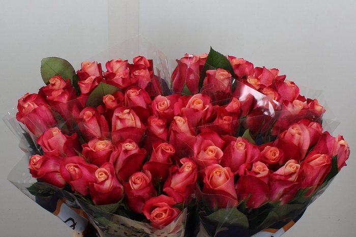 <h4>R Gr Helene</h4>