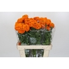 Tagetes Marigold Promise Orange