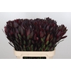 Leucadendron Saf Sunset Dark R.