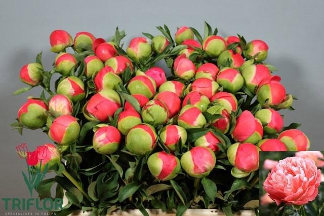 <h4>PAEO CORAL SUNSET</h4>