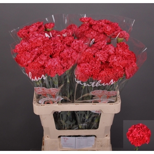 Dianthus st Juno+
