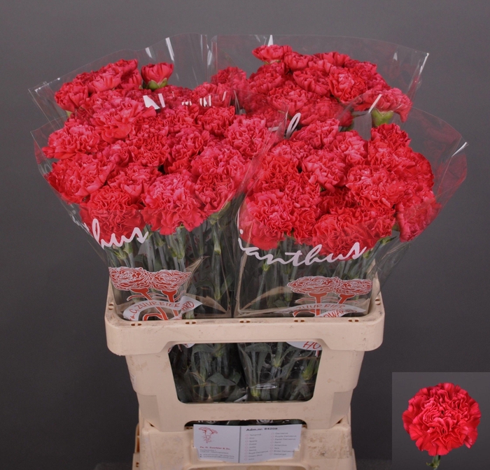 <h4>Dianthus standaard Juno+</h4>