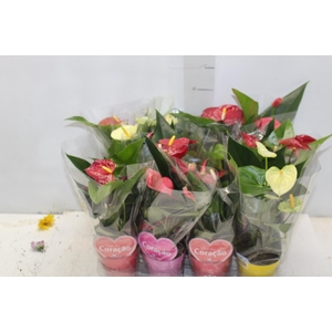 ANTHURIUM VARIADO P09