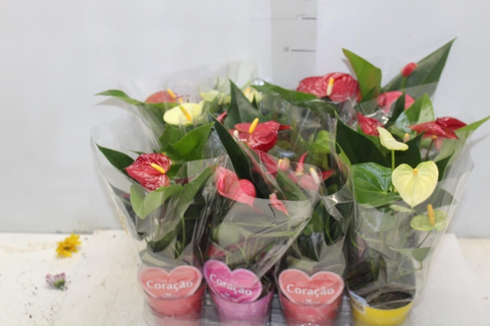 <h4>ANTHURIUM VARIADO P09</h4>