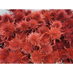 Eryn Magnetar Rood L60