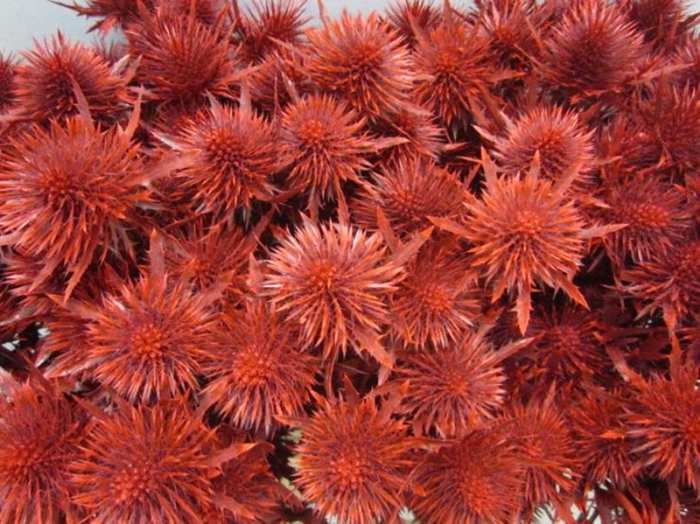 <h4>Eryn Magnetar Rood L60</h4>