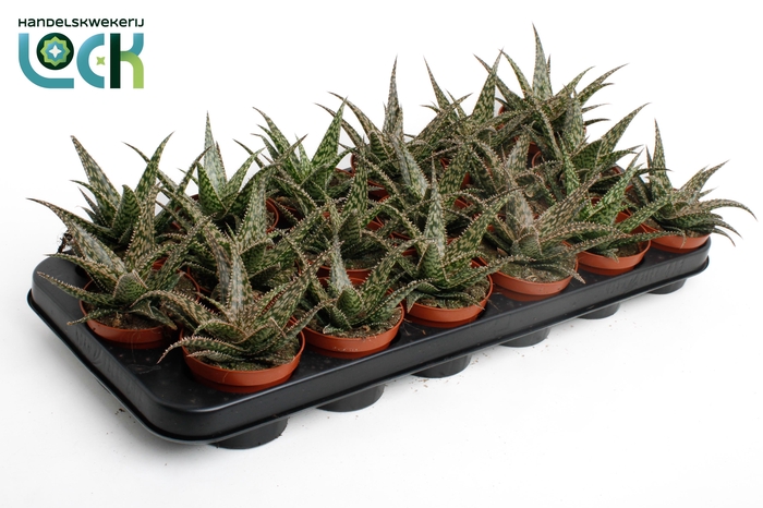 <h4>Aloe Albali</h4>