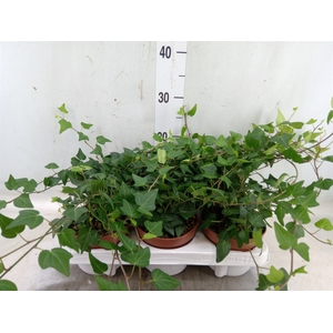 Hedera helix 'Natasja'