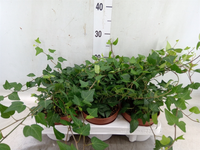 <h4>Hedera helix 'Natasja'</h4>