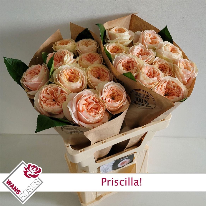 <h4>R Bu Priscilla</h4>