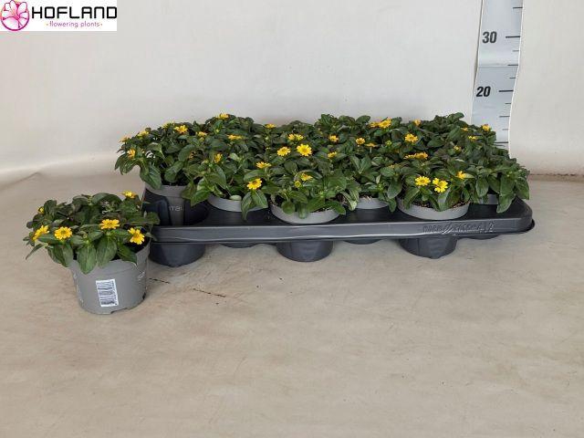 <h4>SANV YELLOW BEAUTY</h4>