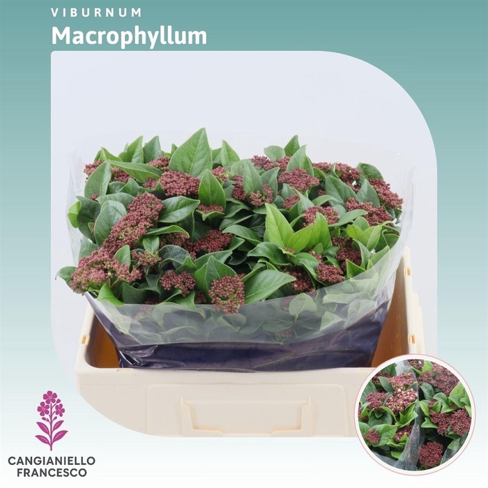 <h4>Viburnum Macrophyllum (per Stuk)</h4>