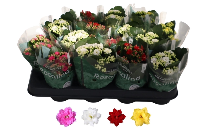 <h4>KAL GE RO GEM 4 KL</h4>