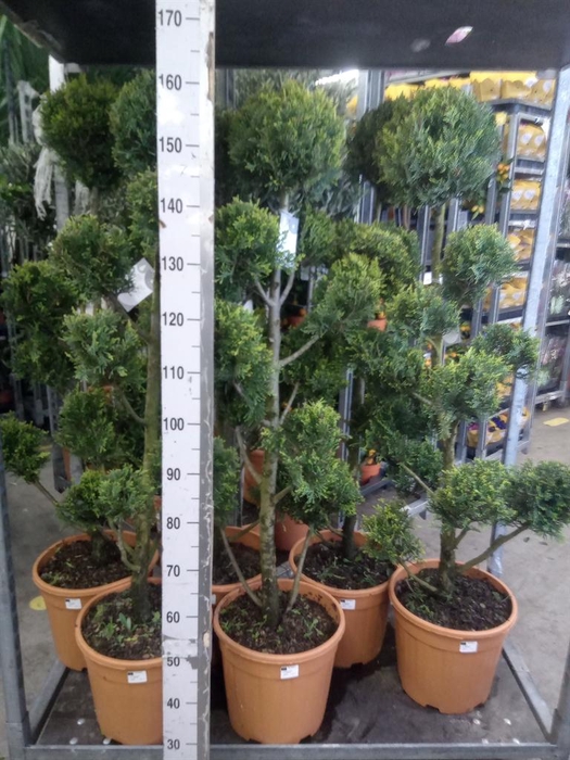 <h4>xCupressocyparis ley.   ...</h4>